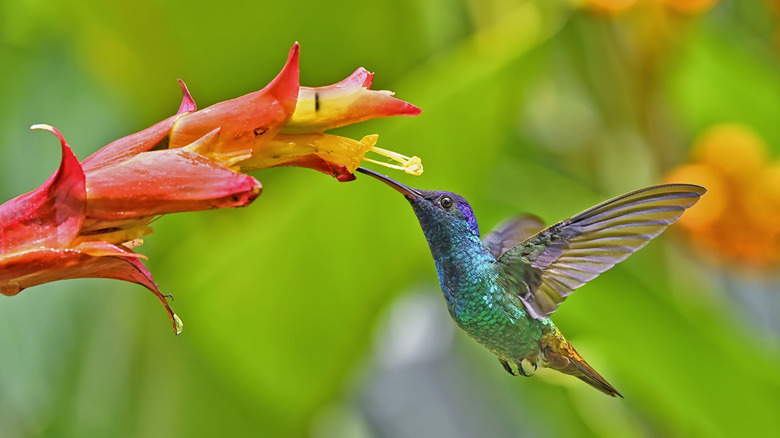 Hummingbird feeding from a flower