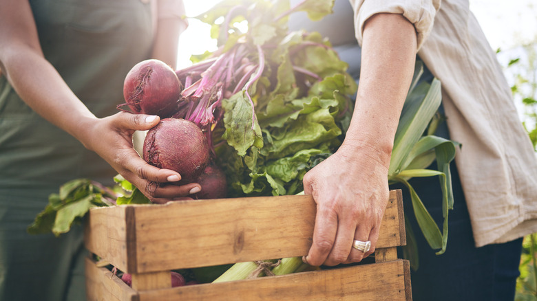 Gardeners holding crate of produce