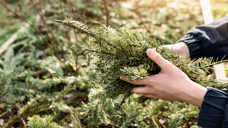 A person mulching blueberry plants with pine branches