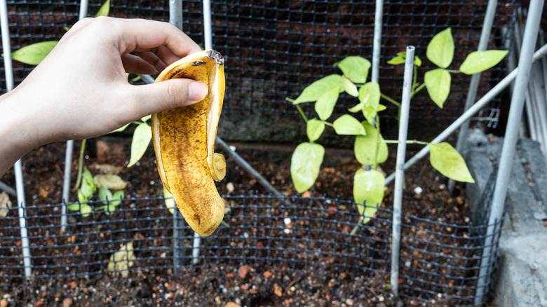 banana peel in garden