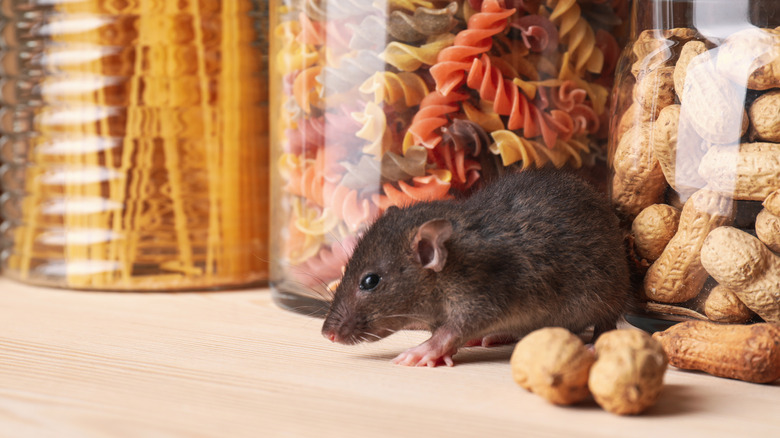 Mouse on kitchen countertop