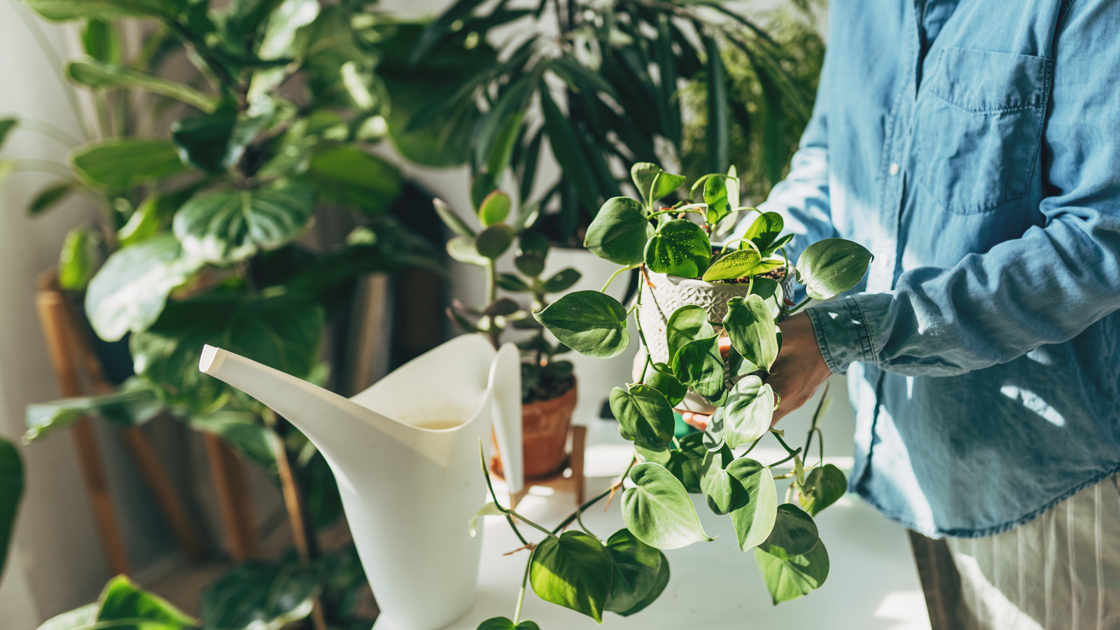 A Simple IKEA Storage Find Makes The Perfect Place To Keep Your Potted  Plants