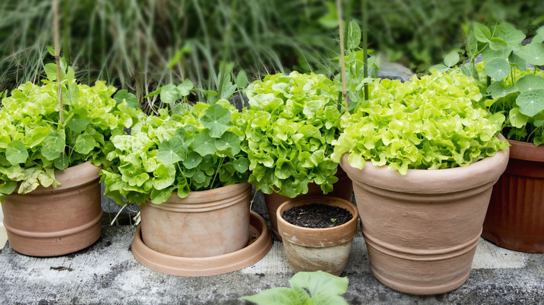 Assorted leafy greens growing in variously sized terracotta planters on a concrete patio.