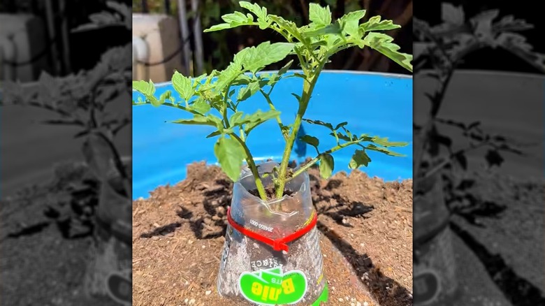 Tomato seedling supported by plastic cup