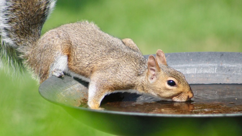 Squirrel drinking water from a bird bath