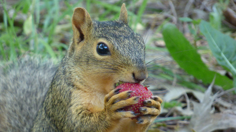 Squirrel in the garden eating a fresh juicy strawberry