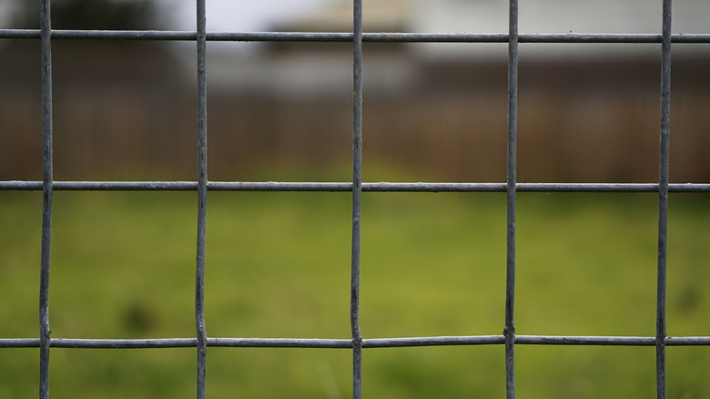 close up of hog wire fence