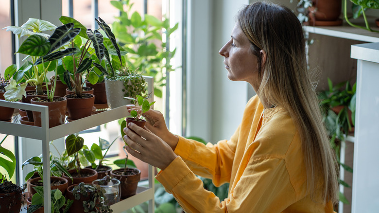 A person looking after healthy houseplants