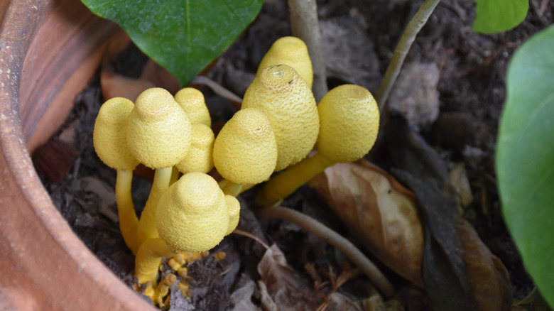 Yellow mushroom growing in a houseplant