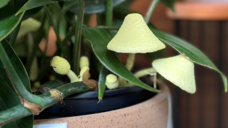 Big yellow mushroom growing out of a houseplant soil