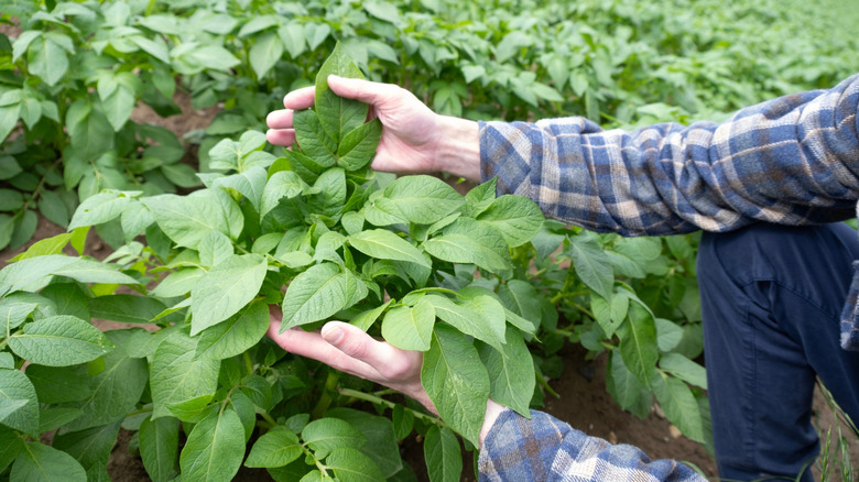 A farmer examining crops.