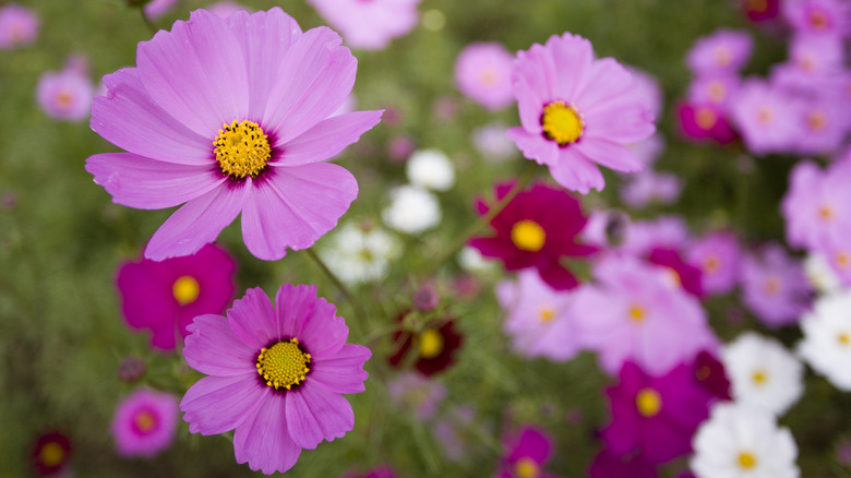 Cosmo da giardino rosa