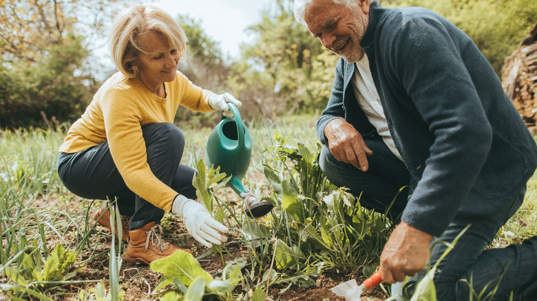 Senior couple gardening