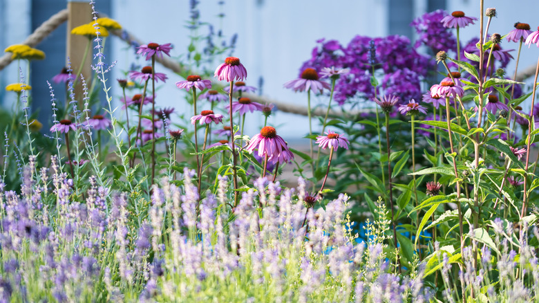 flower garden