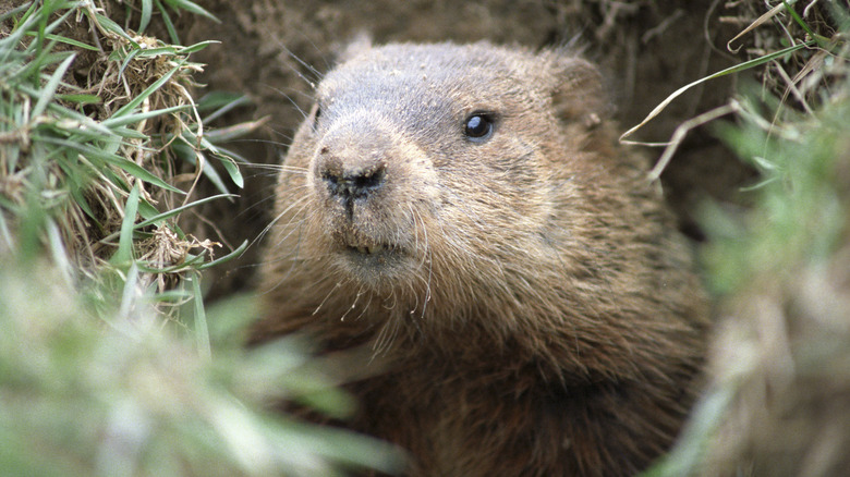 groundhog in yard