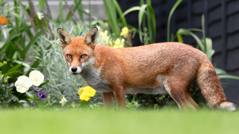 Fox in a backyard