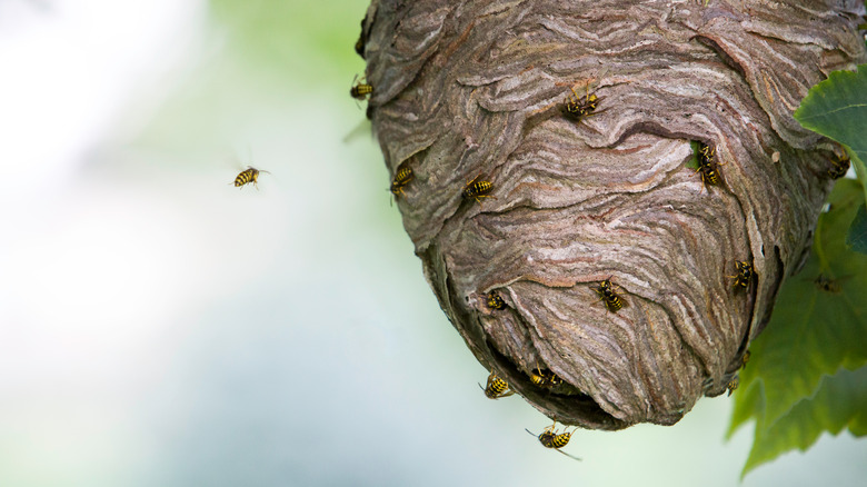 Wasp nest in tree