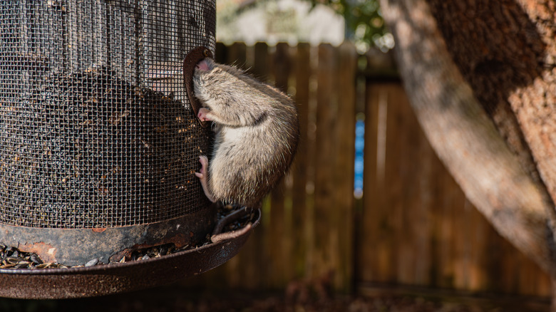 Rat on a bird feeder trying to get sunflower seeds.