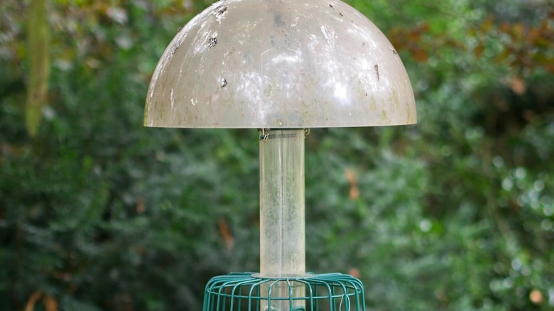 A bird feeder hanging from a tree with a plastic dome baffle above it.