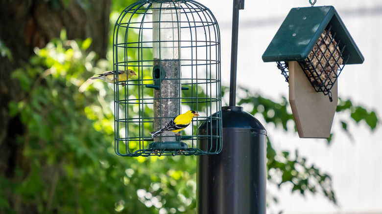 A goldfinch sits on a birdfeeder with a cage and a baffle attached.