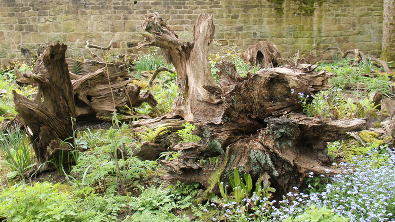 Several overturned stumps surrounded by ferns and small blue flowers