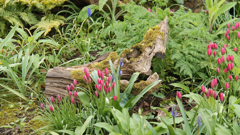 A moss covered stump surrounded by pink flowers