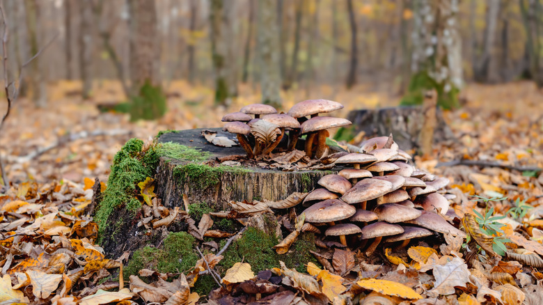A clump of mushrooms growing on a decomposing stump surrounded by fall leaves