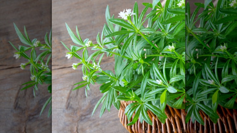 Sweet woodruff in a cane basket on a wooden table