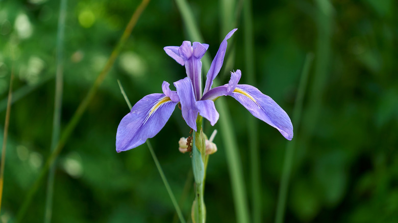 a Purple iris grows