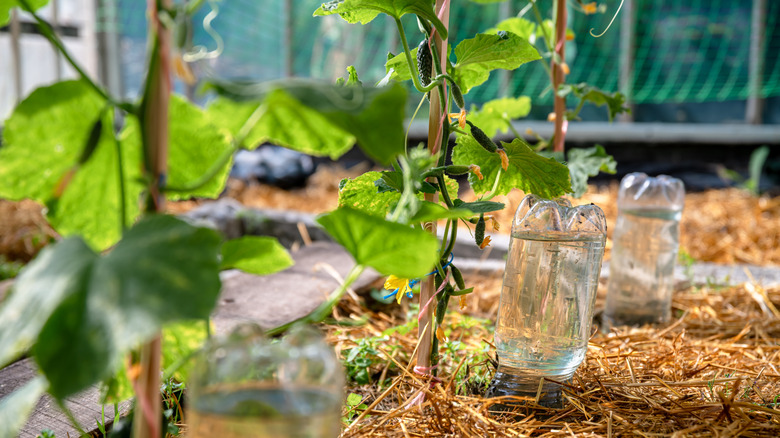 Plastic bottles full of water between cucumber plants