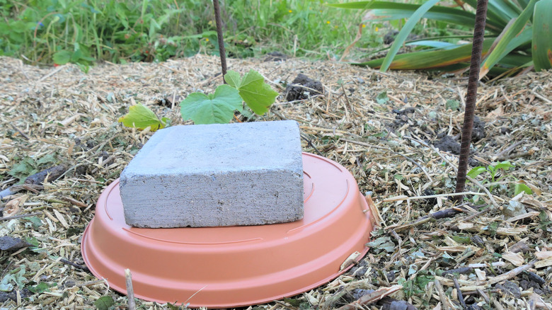 Olla in the ground near a young cucumber plant