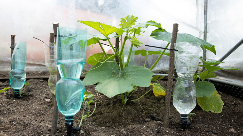 Small plastic water bottles attached to watering spikes and sticks surrounding young plants in the soil