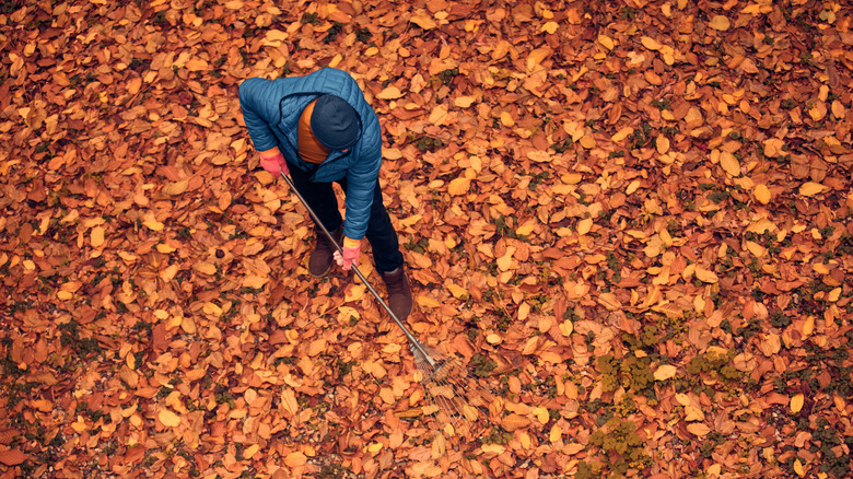 Person in the middle of a field raking many leaves