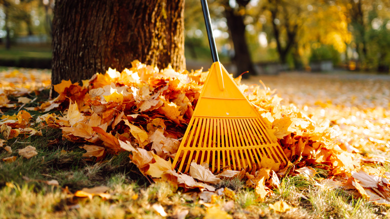 Yellow rake with autumn leaves