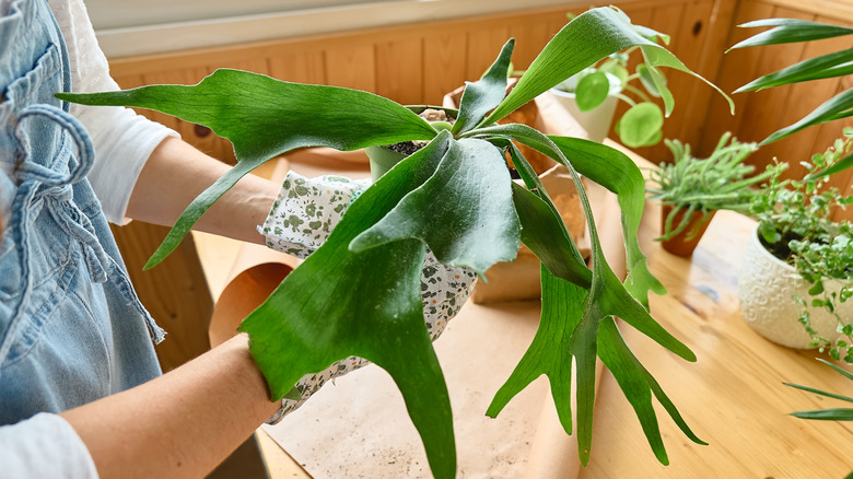 Woman holding a staghorn fern in a bright home interior