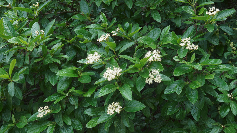Possumhaw viburnum, a shrub with green foliage and white flower clusters