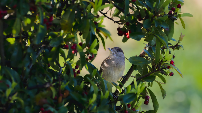A small bird perched on a green branch of a shady shrub