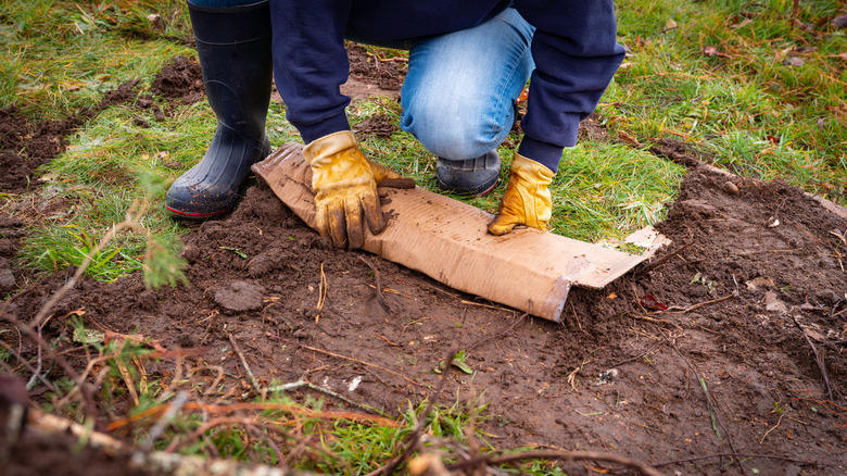 Person using cardboard in garden