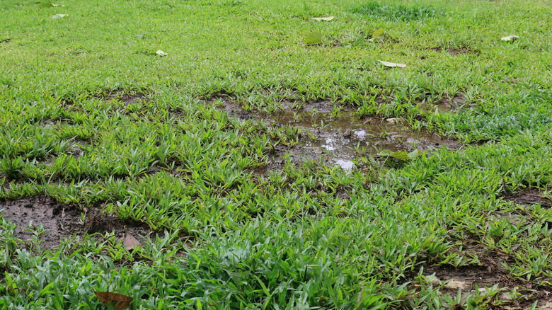 Absorbent Natural Materials That Will Prevent Your Wet Yard From Turning Muddy