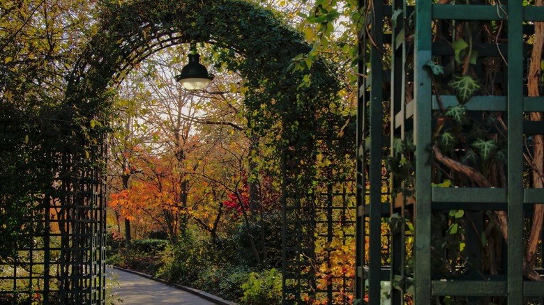 A lantern hangs in the center of a wrought iron archway covered with ivy