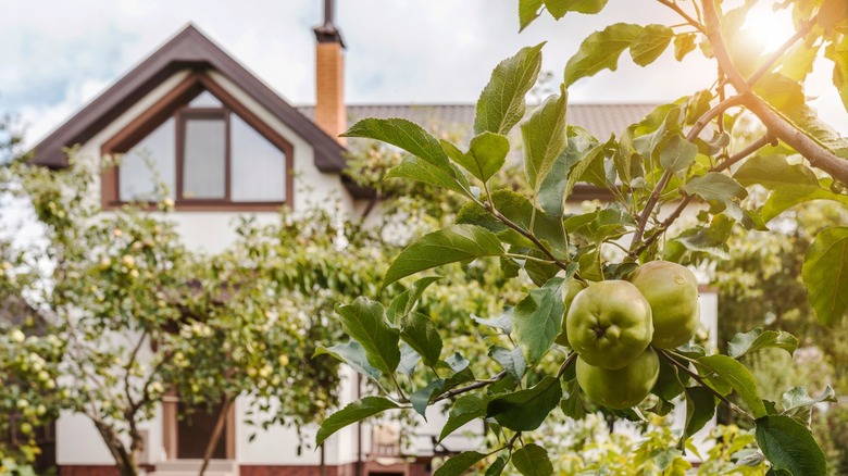 Apple trees fruit in front of an old Tudor home