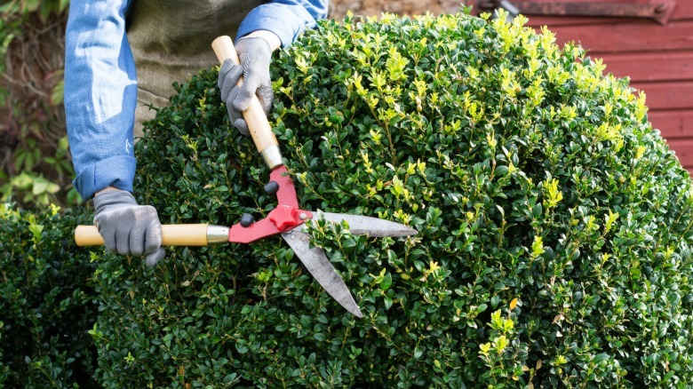 Someone trimming their bushes