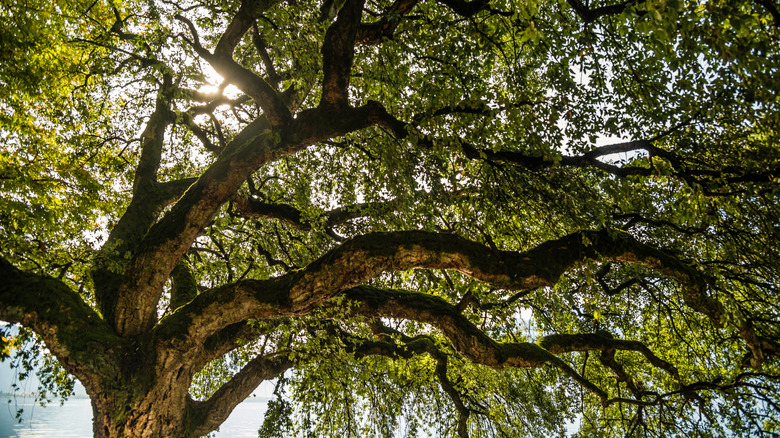 An old oak tree with large branches