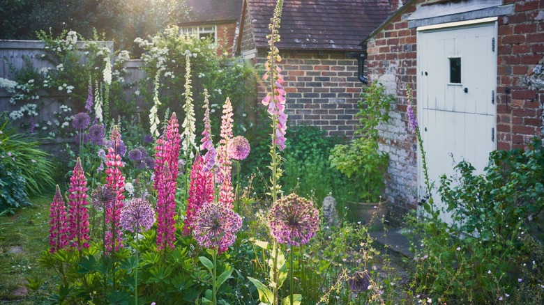 Evening light hits tall flowers in an English cottage garden