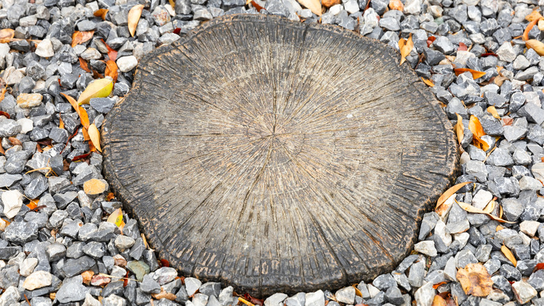 A tree stump paver in garden rocks.