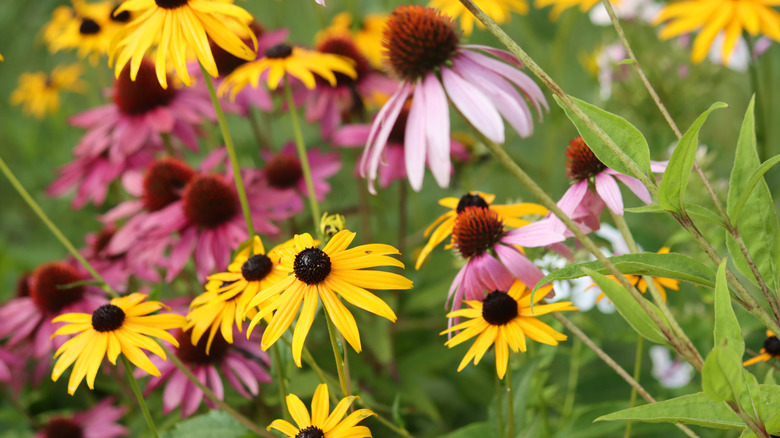 Pink and yellow coneflowers in bloom