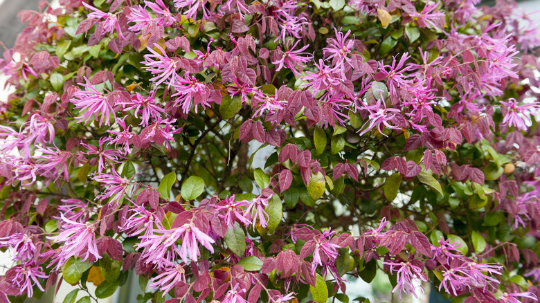 Pink fringe flowers bloom.