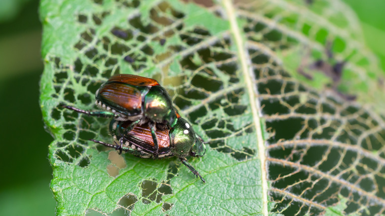 Japanese beetles eating leaf