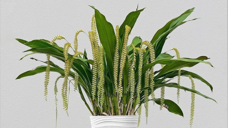 Large dendrochilum magnum orchid
