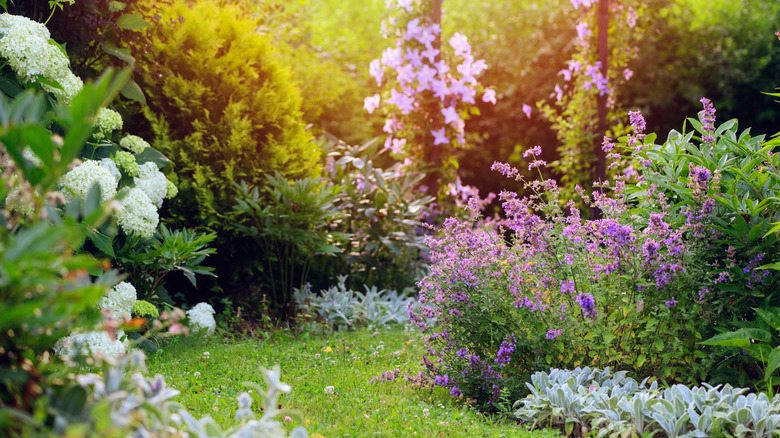 A cottage garden in full bloom